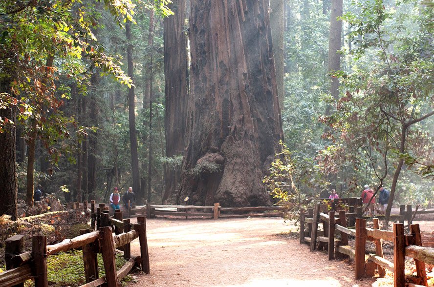 Henry Cowell Redwoods State Park, California, USA